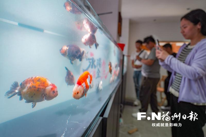 金鱼“触网”游向国内外 永泰以数字化赋能乡村产业振兴