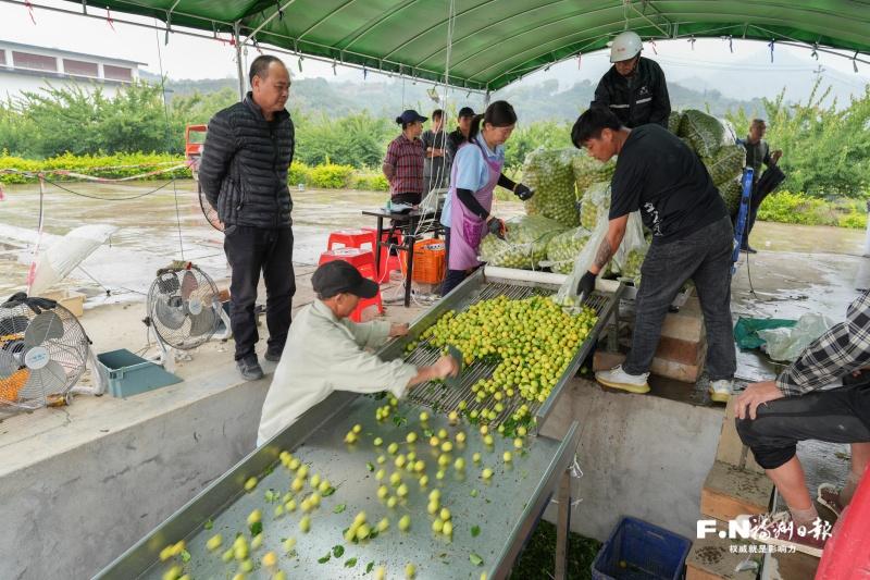 永泰创新利益联结机制 走出特色乡村振兴共富路